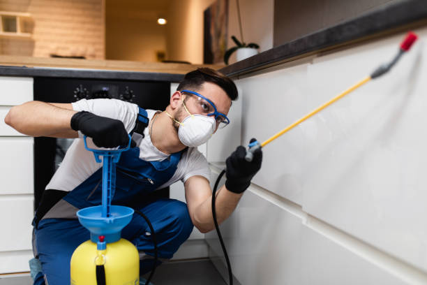 Best Termite Control Services  in Springmont, PA