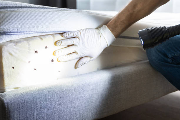 Best Cockroach Control Services  in Springmont, PA